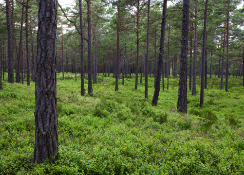 Bæredygtig skov